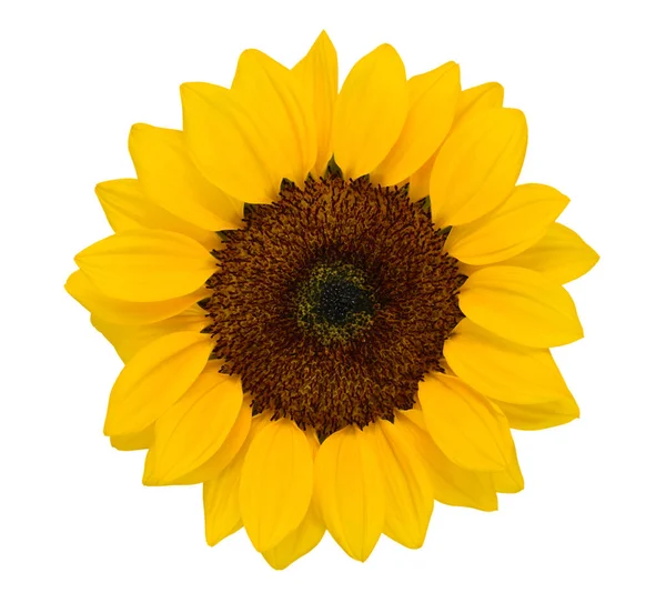 Beyaz arkaplanda izole edilmiş güzel ayçiçeği