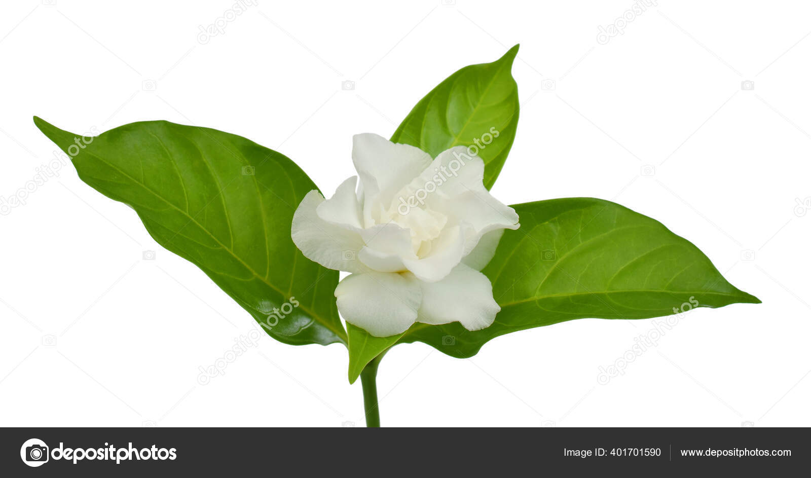 La flor nacional de la indonesia fotos de stock, imágenes de La flor nacional de la indonesia sin royalties | Depositphotos La flor nacional de la indonesia fotos de stock, imágenes de La flor nacional de la indonesia sin royalties | Depositphotos