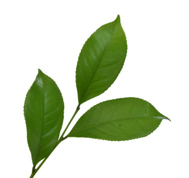 Beyaz arkaplanda yeşil çay yaprağı izole
