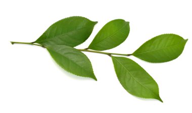 Beyaz arkaplanda yeşil çay yaprağı izole