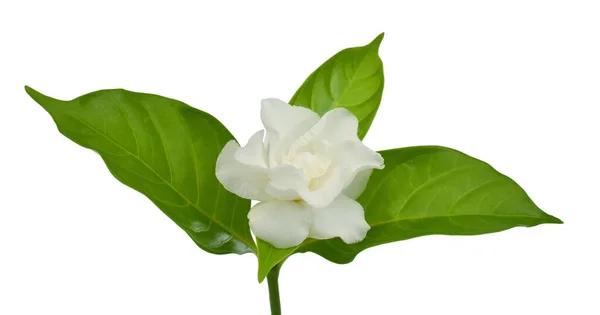 Beautiful Jasminum Sambac Flower Sampaguita Melati Putih Isolated White Background — Stock Photo, Image