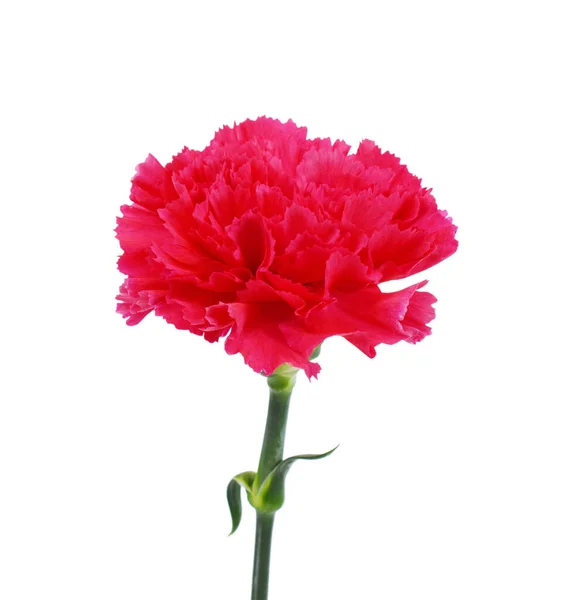 Vacker Röd Nejlika Blomma Isolerad Vit Bakgrund — Stockfoto