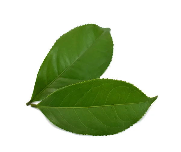 Zielony Liść Herbaty Izolowane Białym Tle — Zdjęcie stockowe