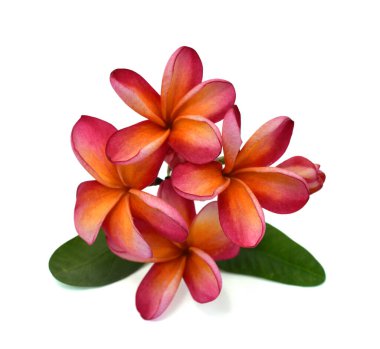 Güzel kırmızı plumeria rubra çiçeği beyaz arka planda izole edilmiş.