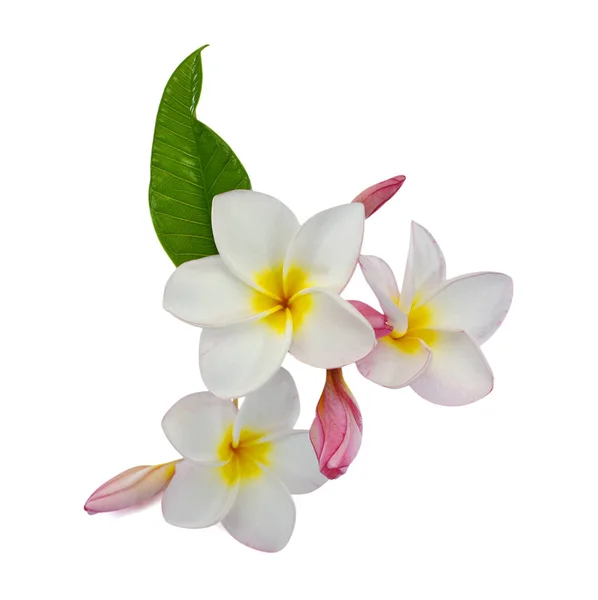 Mooie Witte Plumeria Rubra Bloem Geïsoleerd Witte Achtergrond — Stockfoto