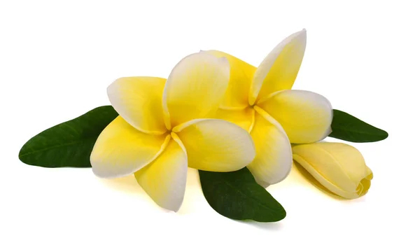 Belle Fleur Jaune Plumeria Rubra Isolé Sur Fond Blanc — Photo