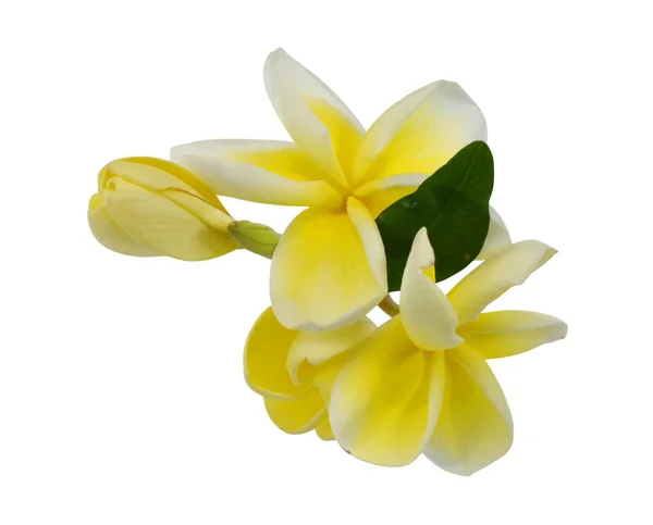 白い背景に孤立した美しい黄色のプルメリア ルブラの花 — ストック写真