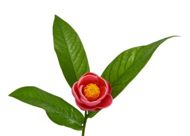 Thea amplexicaulis çiçeği (Kamelya amplexicaulis çiçeği) beyaz arkaplanda izole edilmiştir