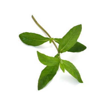 Beyaz arkaplanda izole edilmiş taze Eclipta alba (Eclipta prostrata L)