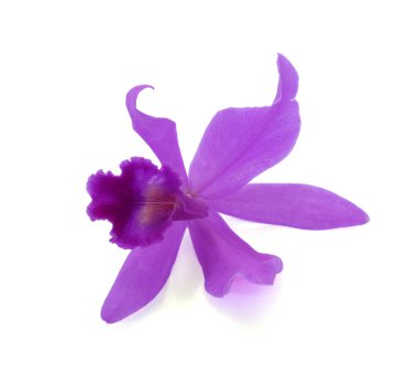 Güzel mor sığır sürüsü orkidesi beyaz arka planda izole edilmiş.