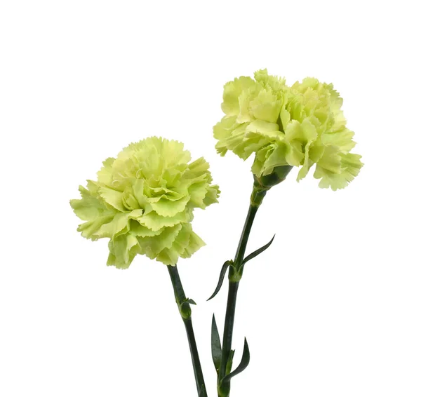 beautiful yellow carnation flowers isolated on white background