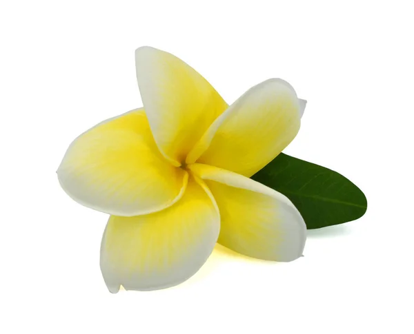 Mooie Gele Plumeria Rubra Bloem Geïsoleerd Witte Achtergrond — Stockfoto