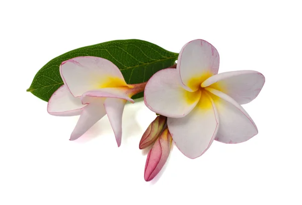 Beautiful Pink Plumeria Rubra Flower Isolated White Background — Stock Photo, Image