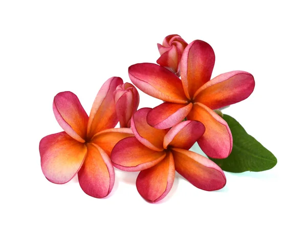 Bela Flor Rubra Plumeria Vermelho Isolado Fundo Branco — Fotografia de Stock