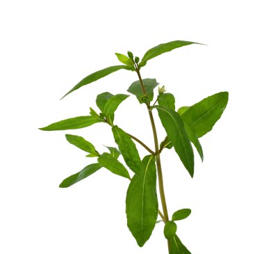 Beyaz arkaplanda izole edilmiş taze Eclipta alba (Eclipta prostrata L)