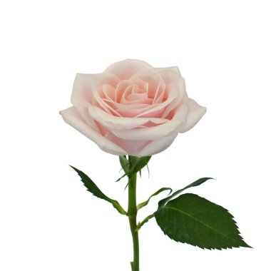 Beyaz arka planda izole edilmiş güzel pembe gül çiçeği.