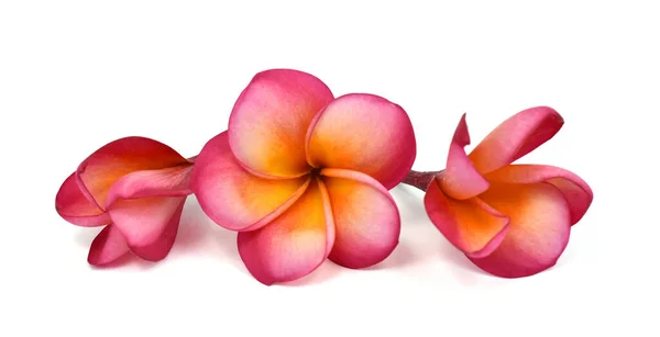 Mooie Rode Plumeria Rubra Bloem Geïsoleerd Witte Achtergrond — Stockfoto