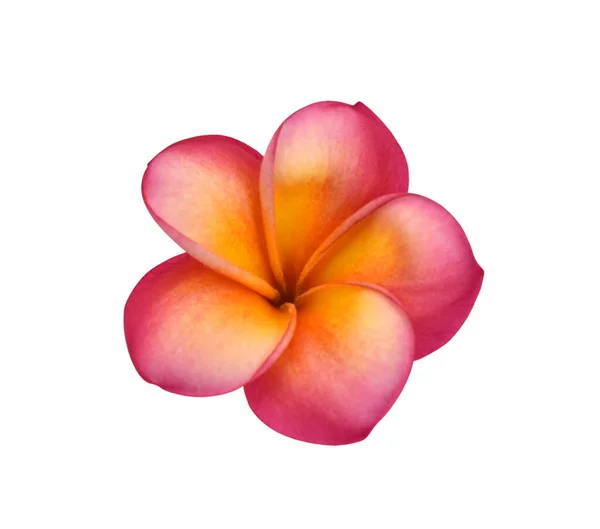 Güzel kırmızı plumeria rubra çiçeği beyaz arka planda izole edilmiş.