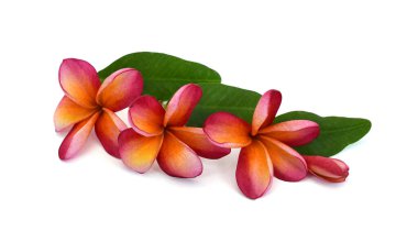 Güzel kırmızı plumeria rubra çiçeği beyaz arka planda izole edilmiş.