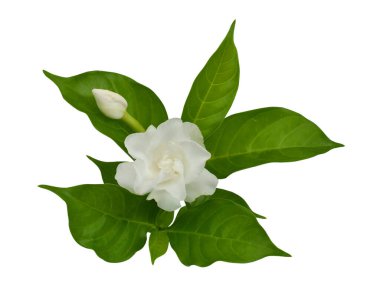 Beyaz arka planda izole edilmiş güzel beyaz sampaguita çiçeği.