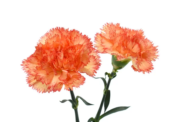 Beautiful Carnation Flowers Isolated White Background — Stock Photo, Image