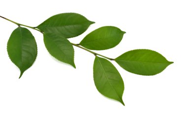 Beyaz arkaplanda yeşil çay yaprağı izole