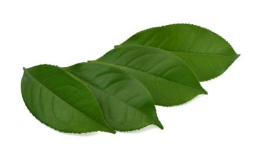 Beyaz arkaplanda yeşil çay yaprağı izole