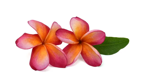 Hermosa Flor Frangipani Aislado Sobre Fondo Blanco — Foto de Stock