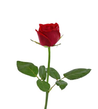 Güzel kırmızı gül çiçeği beyaz arkaplanda izole edilmiş.