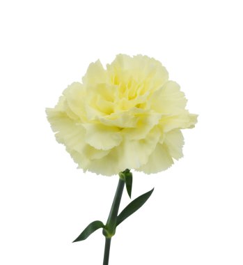 Güzel sarı karanfil çiçeği beyaz arkaplanda izole edilmiş.