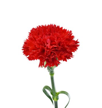 Güzel kırmızı karanfil çiçeği beyaz arkaplanda izole edilmiş