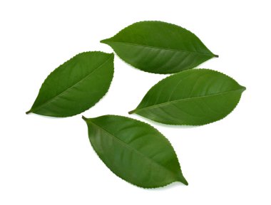 Beyaz arkaplanda yeşil çay yaprağı izole