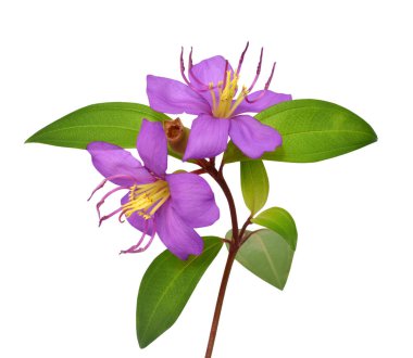 Boğaz rhododendron çiçeği beyaz arkaplanda izole