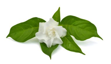 Beyaz arkaplanda izole edilmiş güzel sampaguita çiçeği