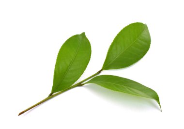 Beyaz arkaplanda yeşil çay yaprağı izole
