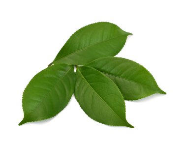 Beyaz arkaplanda yeşil çay yaprağı izole