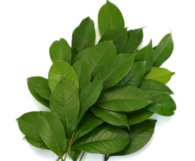 Taze yeşil çay yaprakları (kamelya sinensis) beyaz arka planda izole edilmiştir