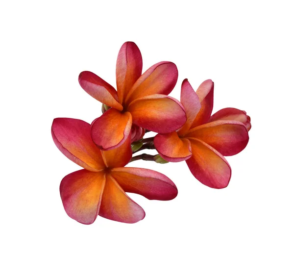 Hermosa Flor Roja Plumeria Rubra Aislado Sobre Fondo Blanco —  Fotos de Stock