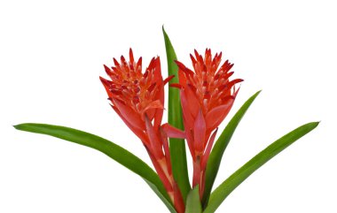 beautiful Red Bromeliad Flower isolated on white background clipart