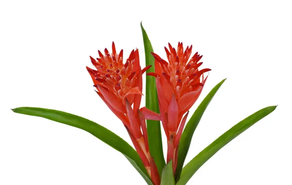 Güzel Kırmızı Bromeliad Çiçeği beyaz arkaplanda izole edilmiş