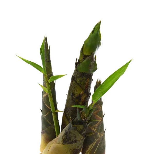 Brotos Bambu Com Folha Isolada Fundo Branco — Fotografia de Stock