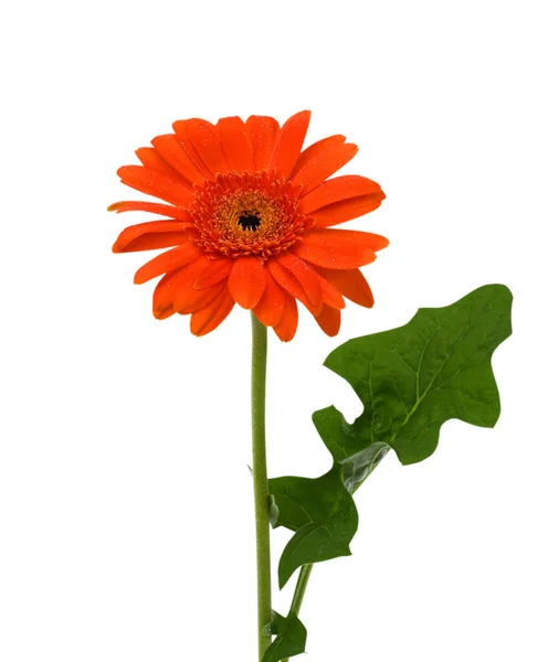 Krásný Oranžová Gerbera Květ Izolovaný Bílém Pozadí — Stock fotografie