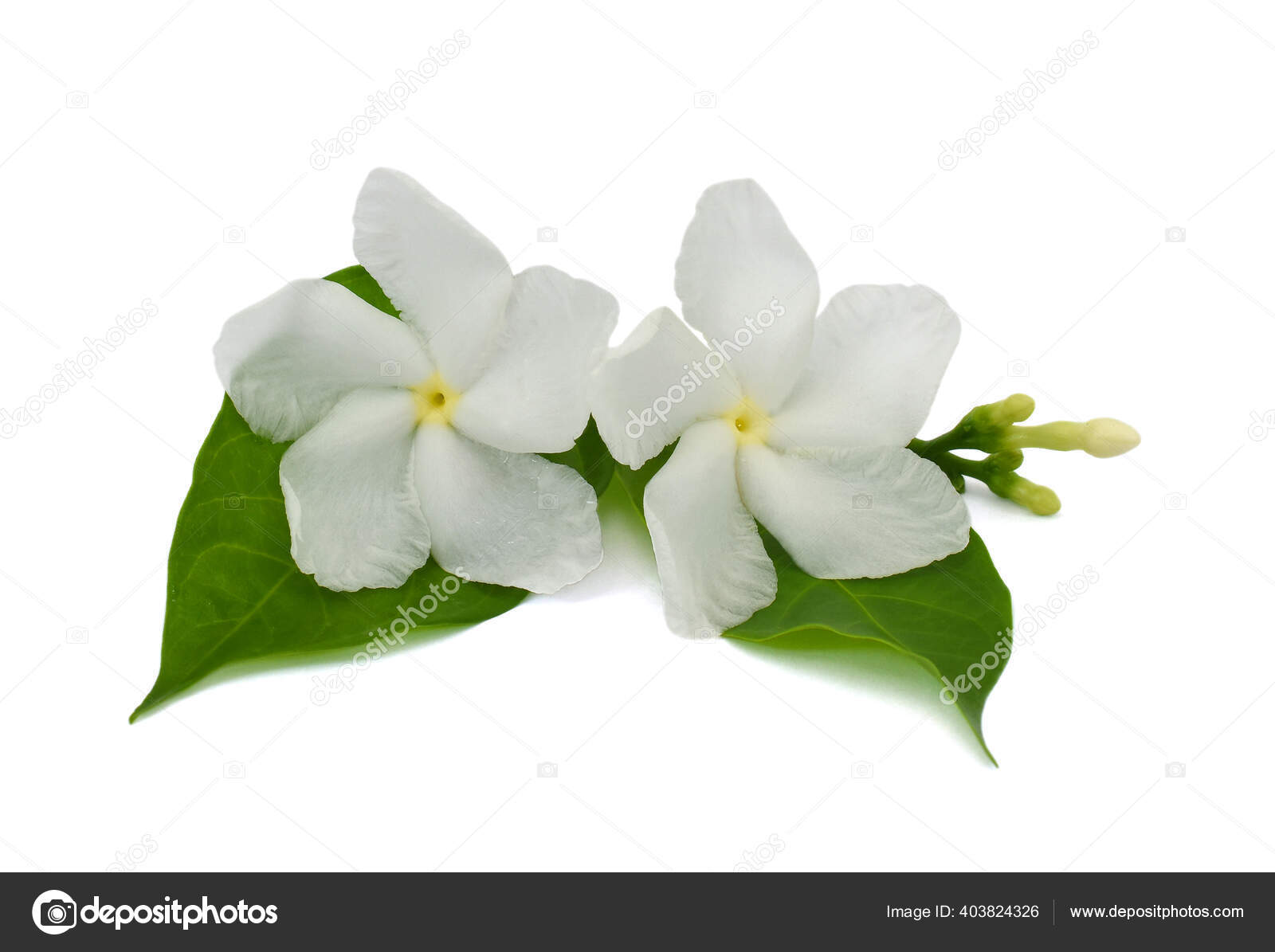 Beautiful Jasminum Sambac Flower