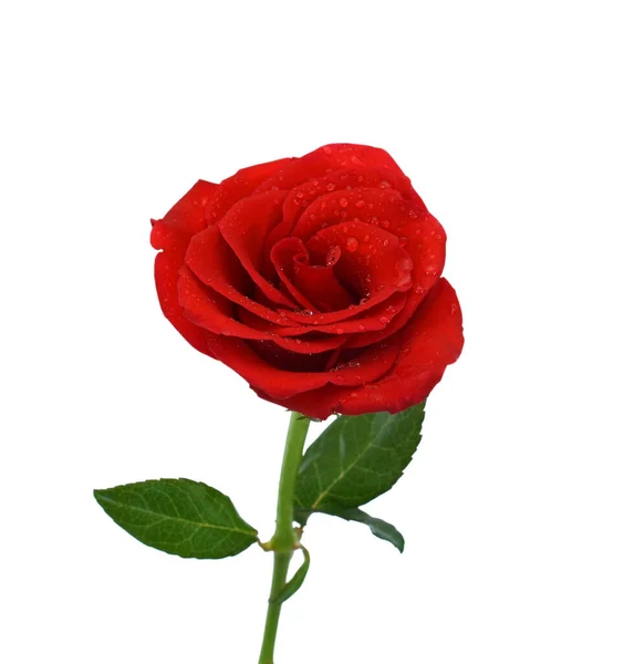 Belle Fleur Rose Rouge Isolée Sur Fond Blanc — Photo