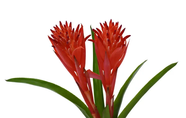 Krásný Červený Bromeliad Květ Izolované Bílém Pozadí — Stock fotografie