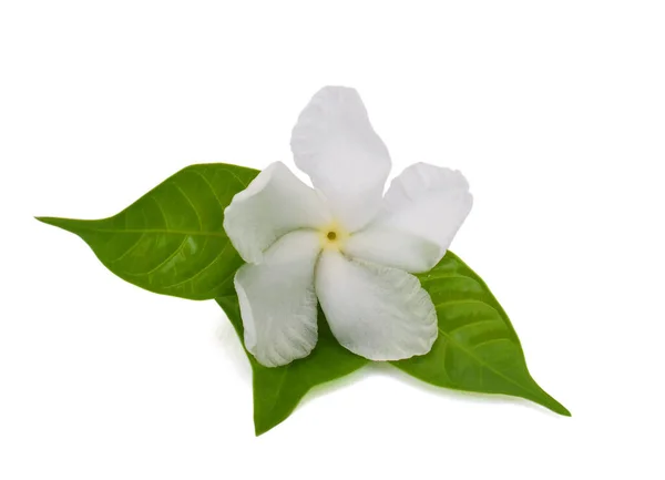 Beautiful Jasminum Sambac Flower Sampaguita Melati Putih Isolated White Background — Stock Photo, Image