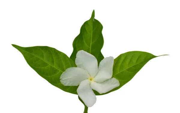 白い背景に孤立した美しいジャスミンのサンバックの花 Sampaguita Melati Putih — ストック写真