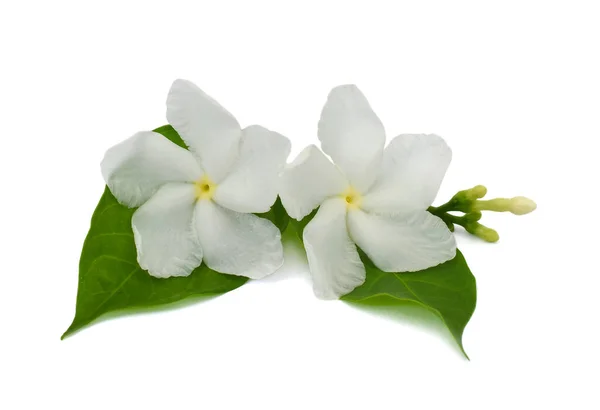 Beautiful Jasminum Sambac Flower Sampaguita Melati Putih Isolated White Background — Stock Photo, Image