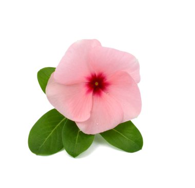 Güzel Periwinkle çiçeği beyaz arkaplanda izole edilmiş