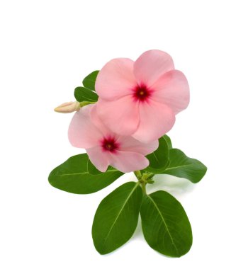 Güzel Periwinkle çiçeği beyaz arkaplanda izole edilmiş